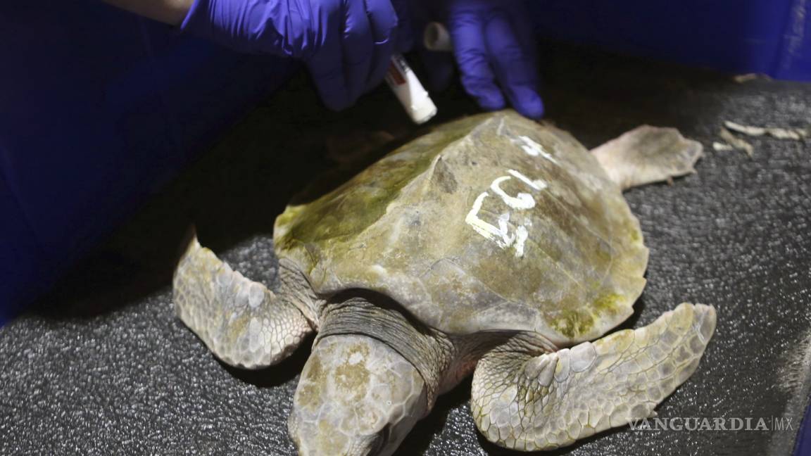 Casi mil tortugas se recuperan de la ola de frío que las congeló en Florida
