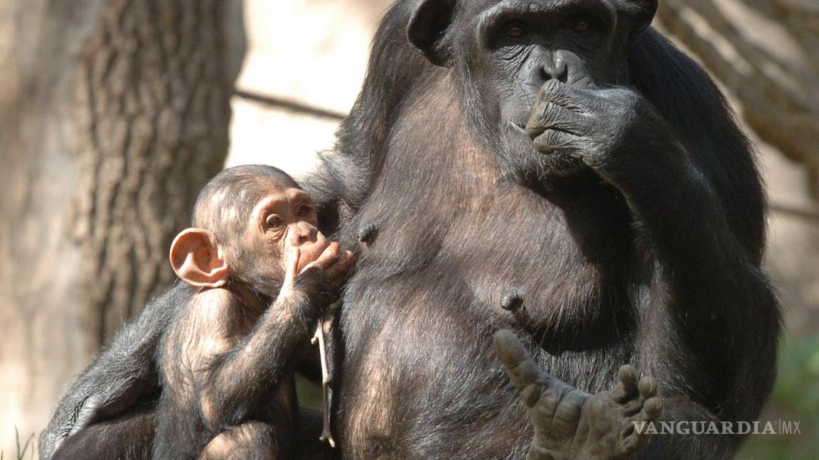 $!Jane Goodall decidió estudiar los chimpancés para intentar comprender mejor la evolución humana.