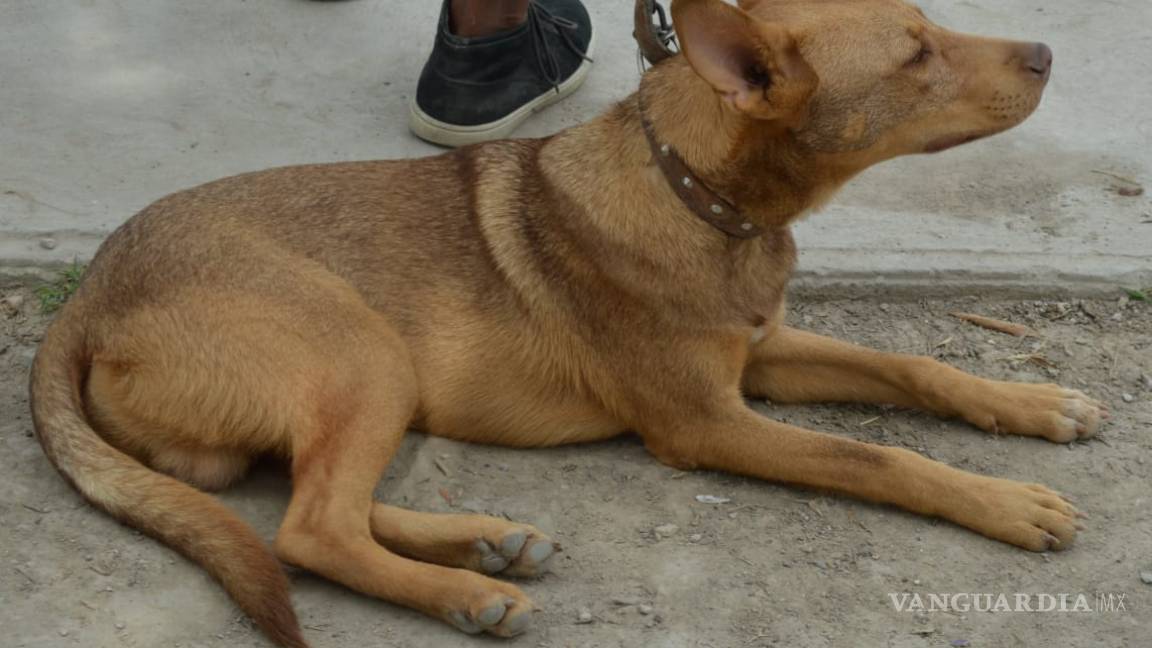 En Frontera aplican sanciones a dueños de perros agresivos