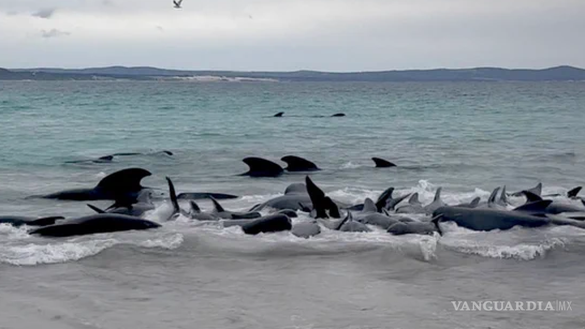 No sobrevivió ninguna de las 97 ballenas que quedaron varadas en una playa de Australia