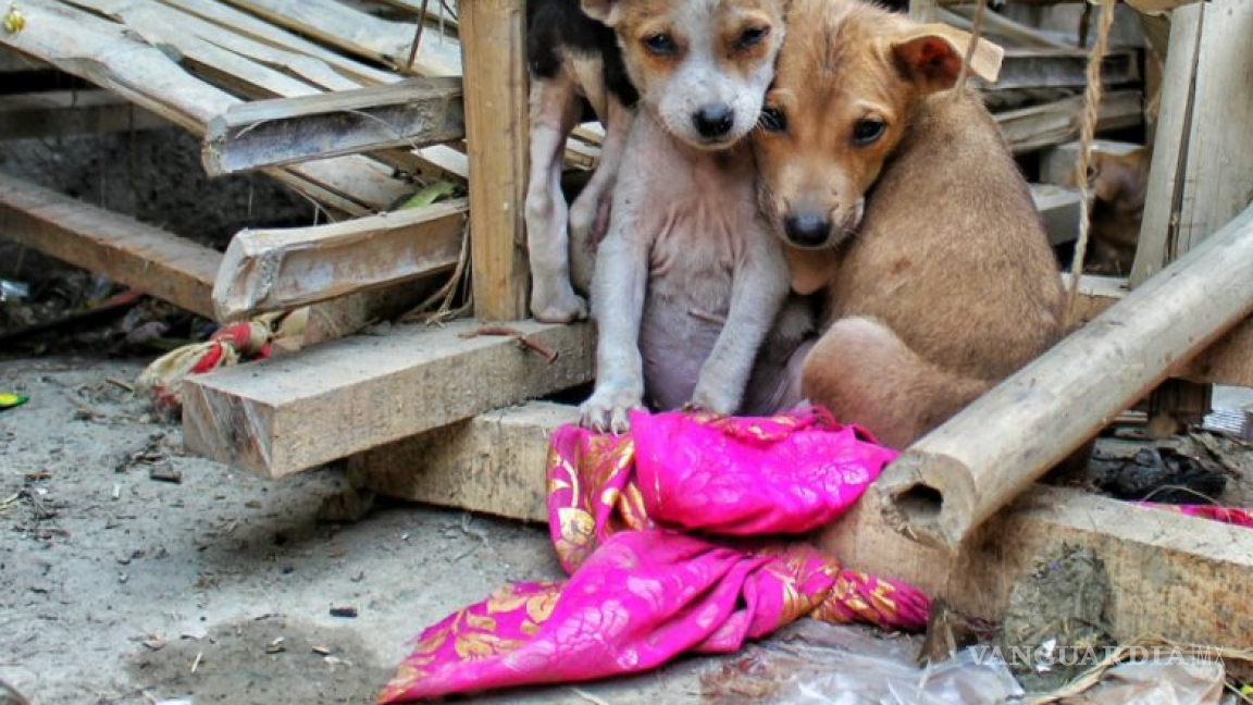 Turquía sacrificará 4 millones de perros callejeros si no se les encuentra dueño