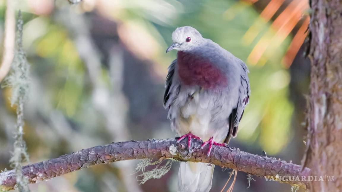 Documenta Daniel Garza Tobón 14 nuevas especies de aves y está por llegar a las mil