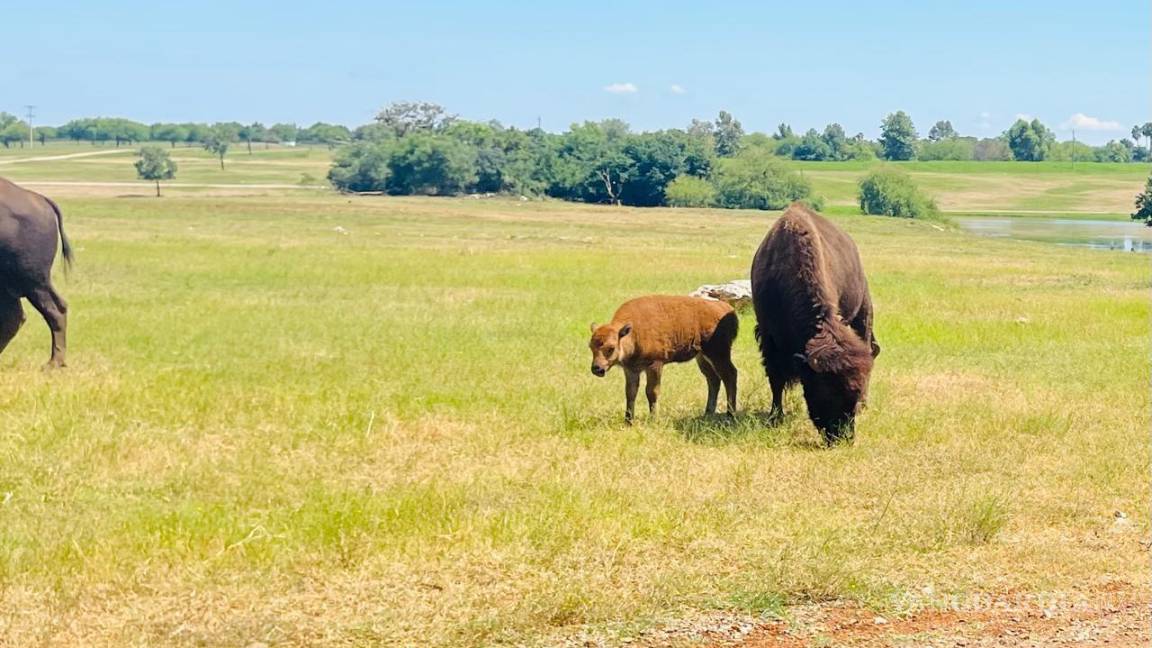 Nace cría de bisonte americano en el Bioparque Estrella de Nuevo León