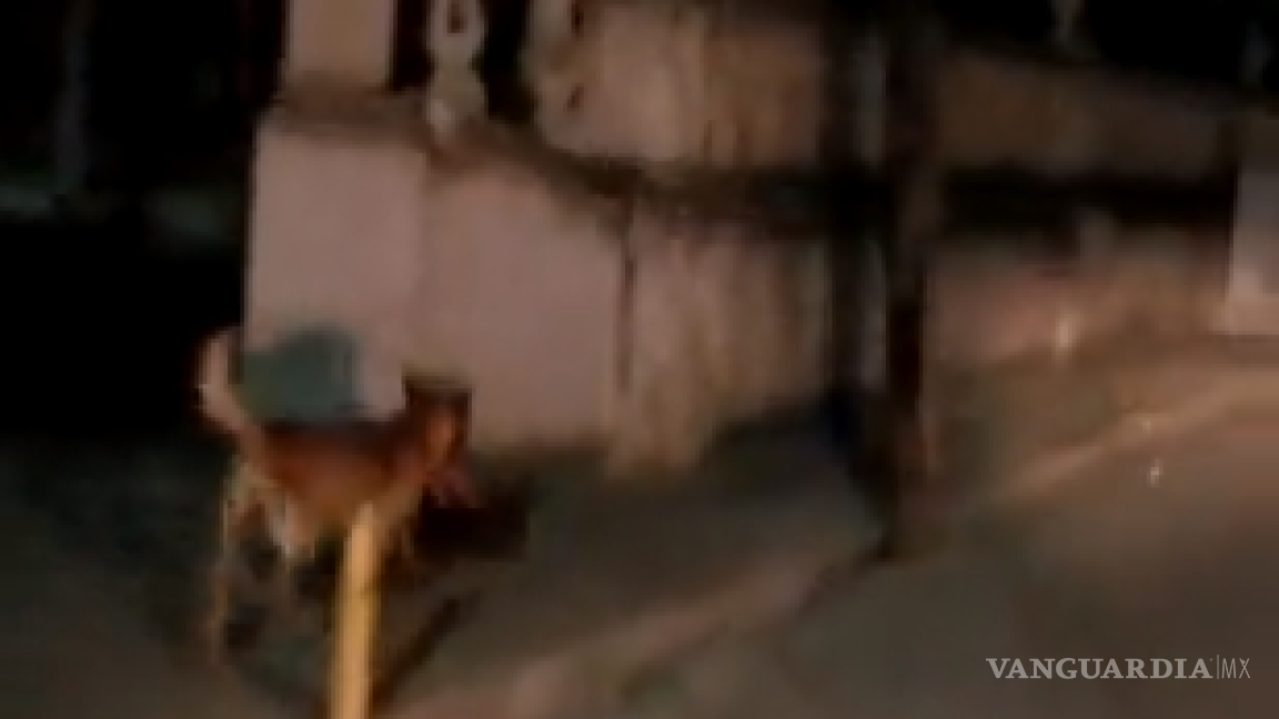 Recuperan cabeza humana que perro paseaba en Monte Escobedo, Zacatecas