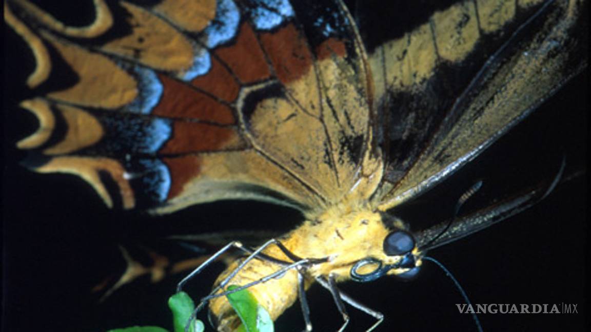 En peligro de extinción rara especie de mariposa de Florida