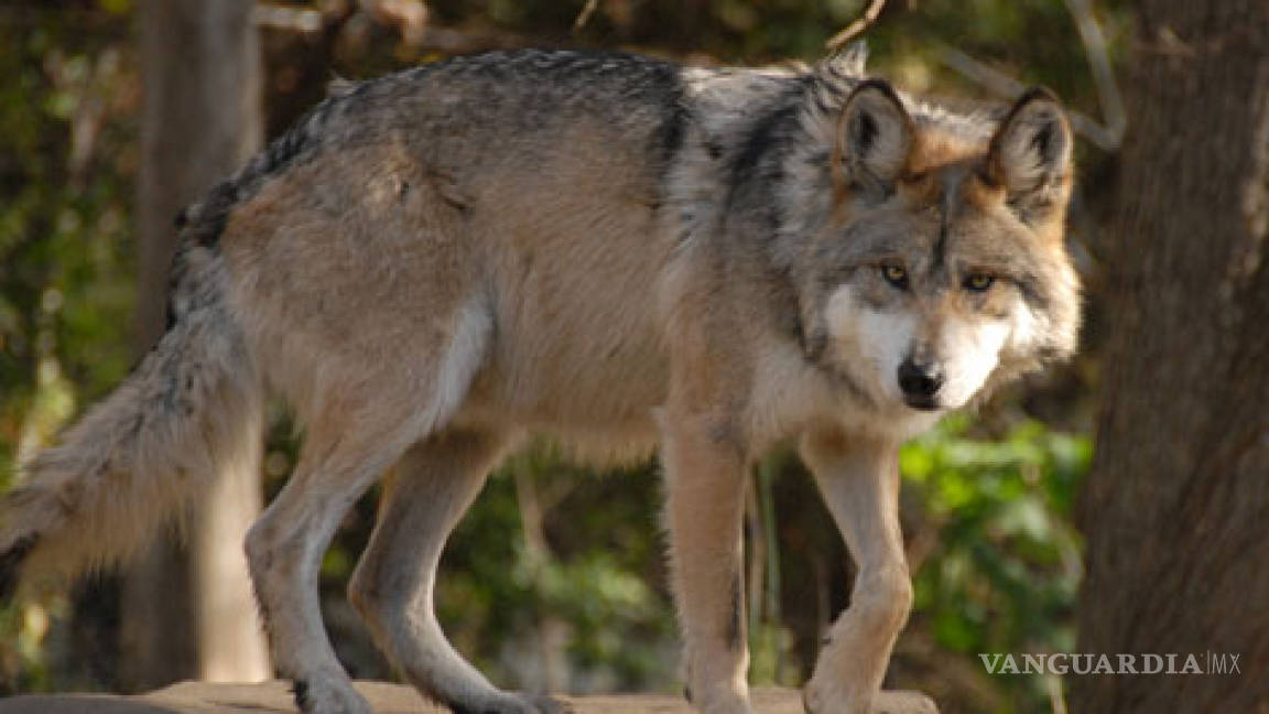 Volverá lobo mexicano a los ecosistemas nacionales