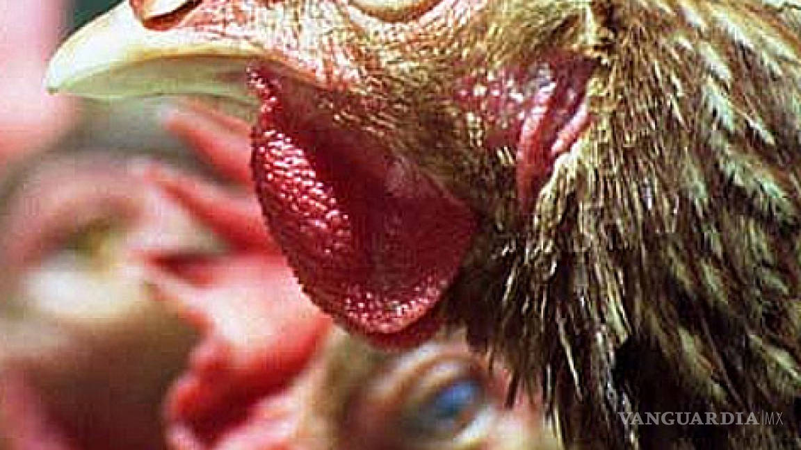 Gripe aviar en humanos, un peligro real de pandemia