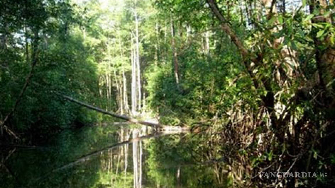 Alertan sobre pérdida de manglares en Veracruz