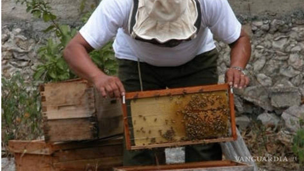 Introducción de transgénicos, ruina de apicultores