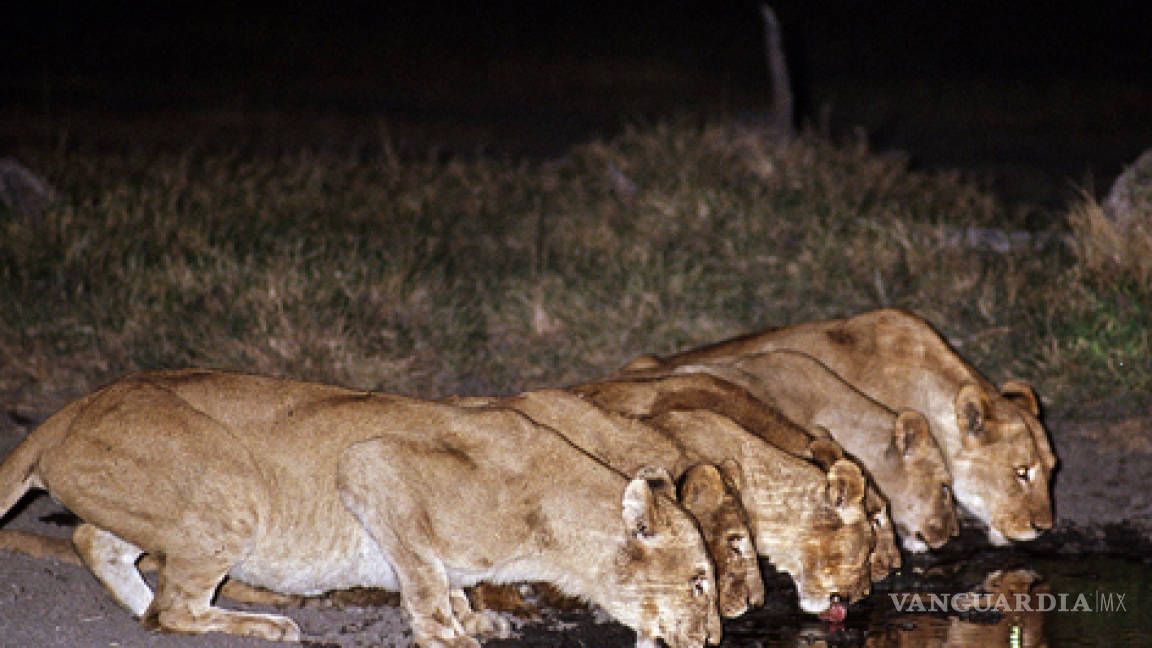 Safari con los mayores expertos en leones