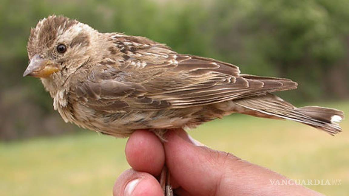 Profepa asegura 465 especies de fauna en SLP