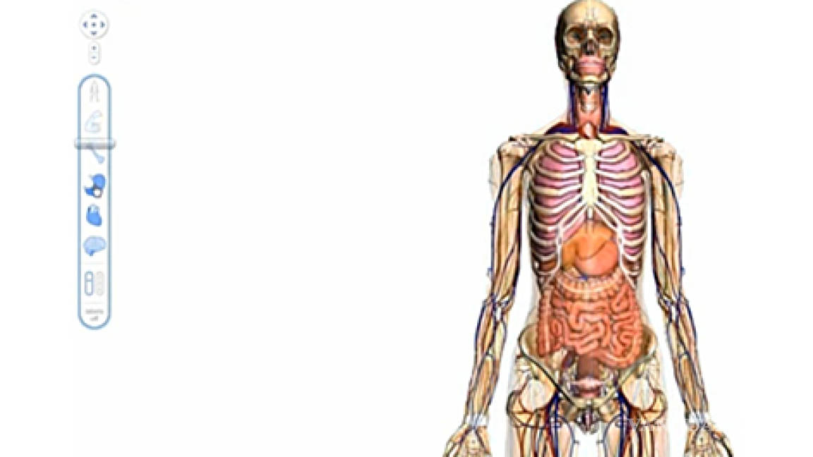 Google lanza mapa digital 3D del cuerpo humano, sólo para Chrome