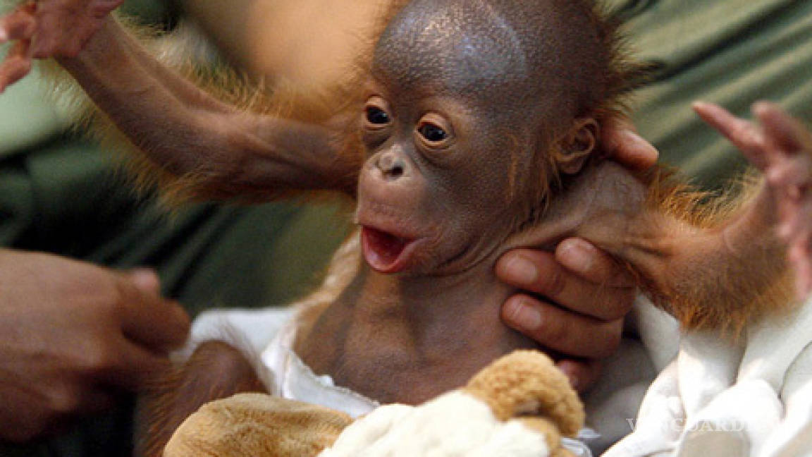 Genoma de orangután coincide 97% con el humano