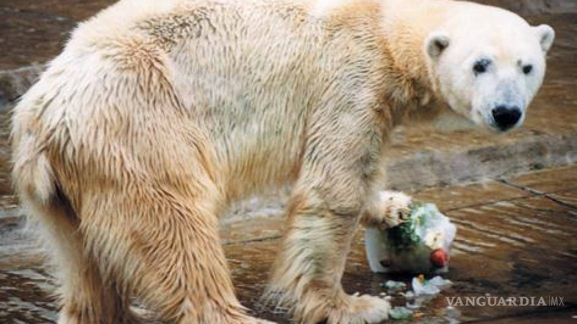 Muere último oso polar en Argentina por ola de calor