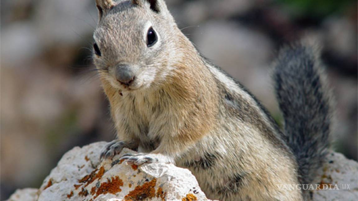 México, líder en animales en peligro de extinción