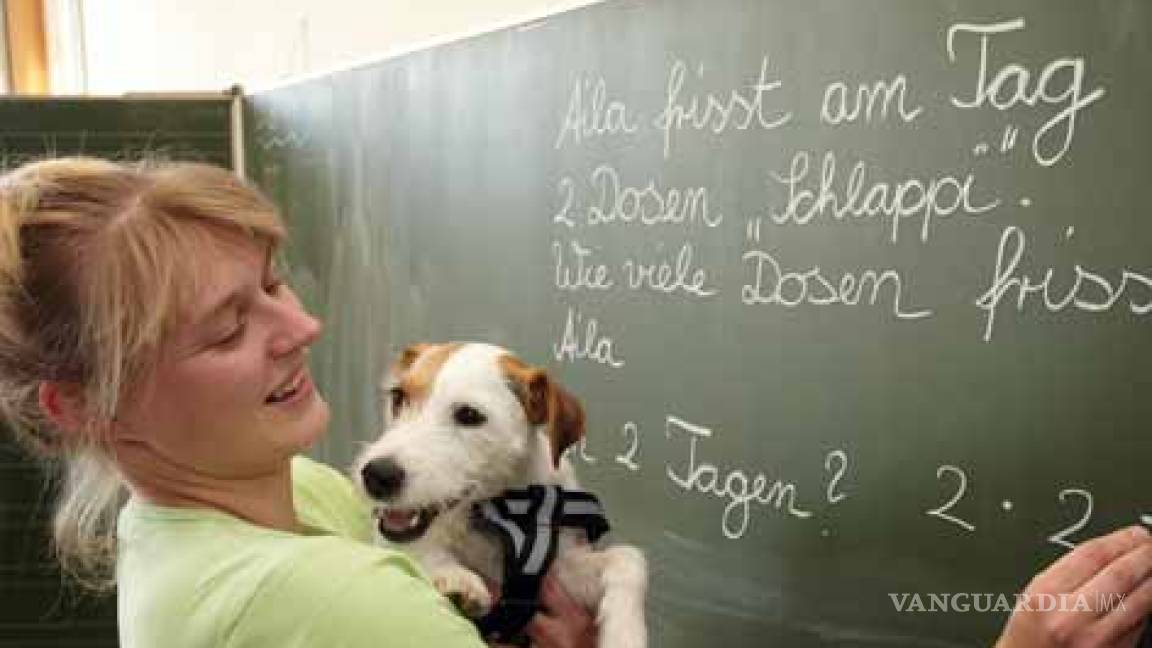 Perros profesores, un nuevo aliciente para los alumnos alemanes