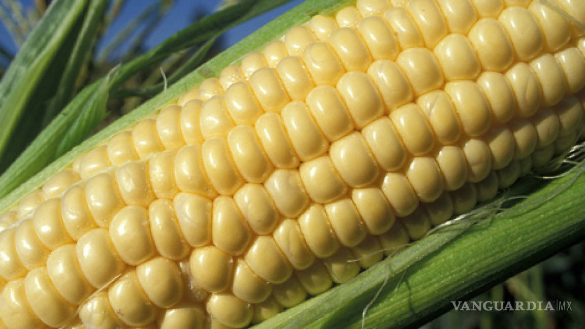 El maíz transgénico vuelve a ser legal en Francia