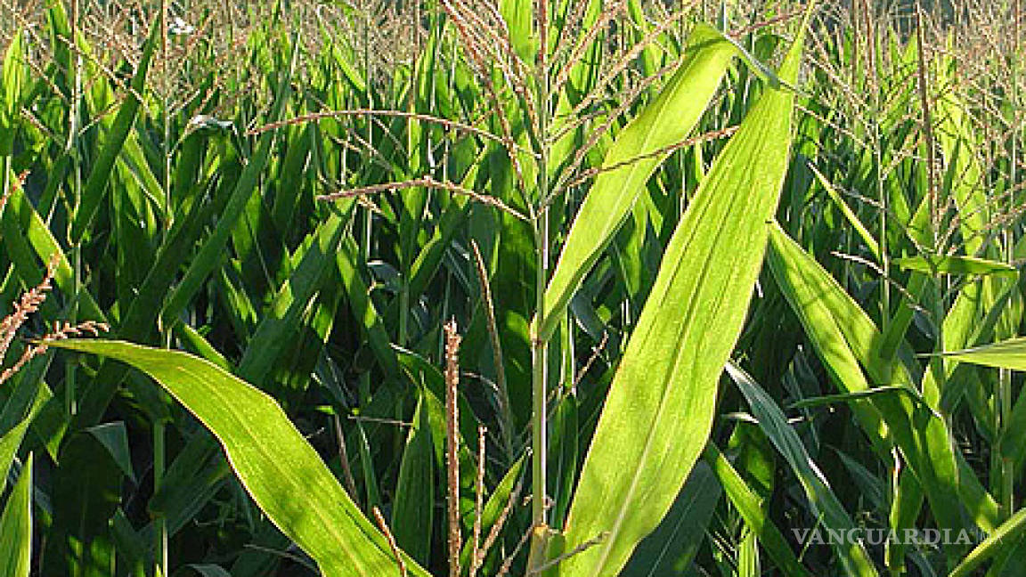 Descartan riesgos en maíz transgénico