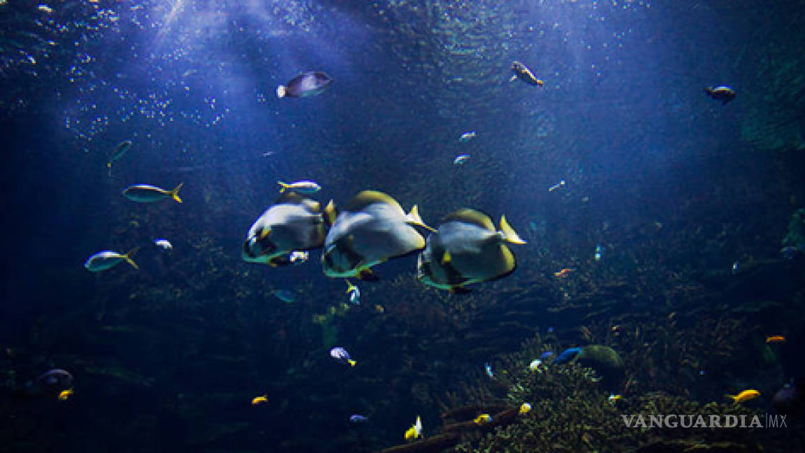 Profundidades del mar son las zonas más amenazadas