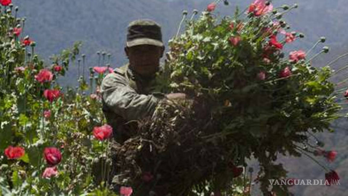 ONU apoyará contra cultivos ilícitos en México
