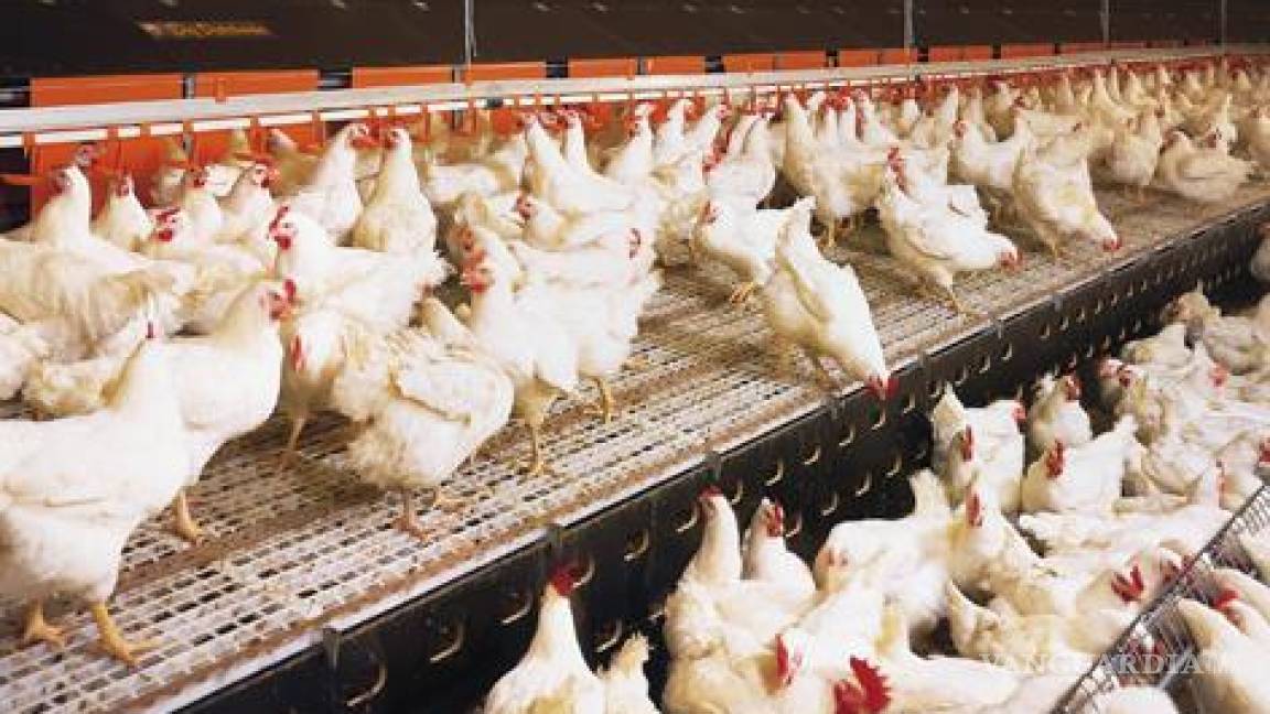 Sacrificarán a 720,000 aves por influenza aviar