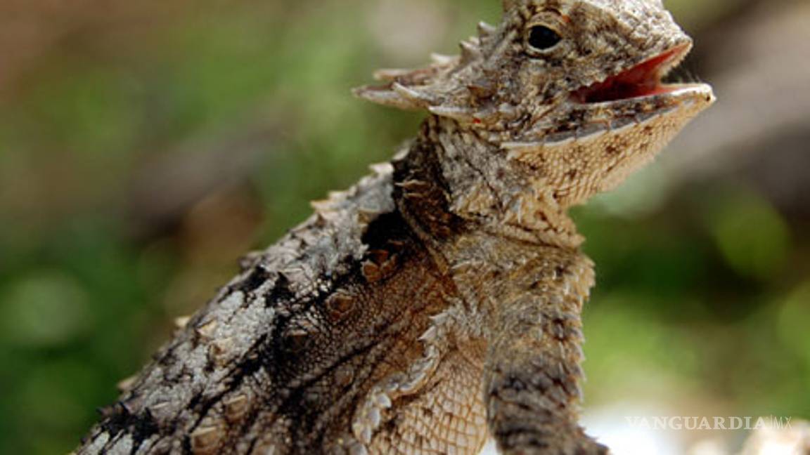 Protegen al camaleón del desierto en Sonora