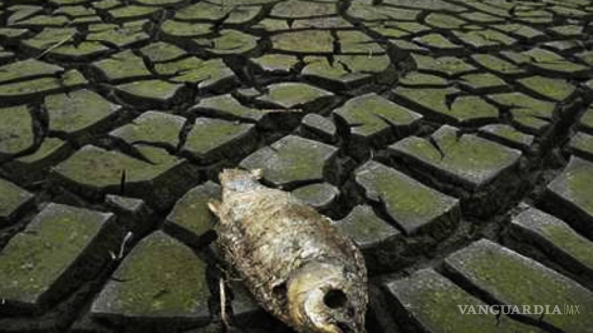 Especies oceánicas están al borde de una extinción en masa