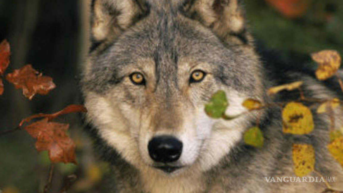 La búsqueda incansable de un lobo enamorado