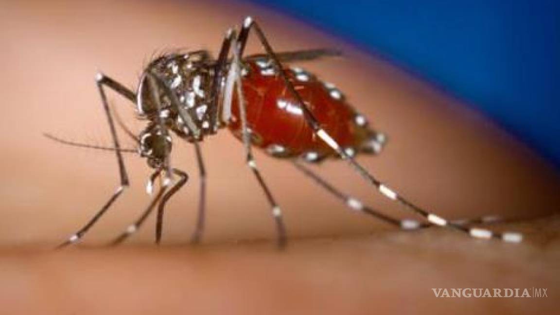La primera vacuna contra el dengue saldrá a la venta en 2014