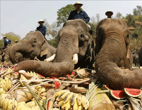 Nuevo apetito por carne de elefante en Tailandia