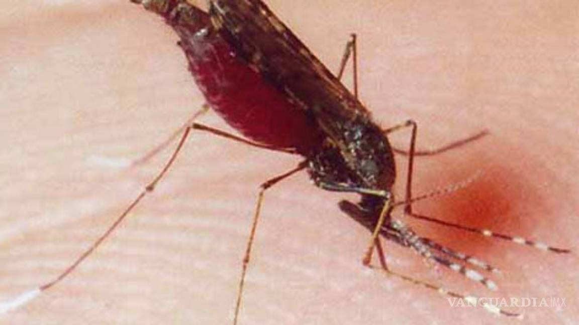 Parásito de la malaria mutó en Africa