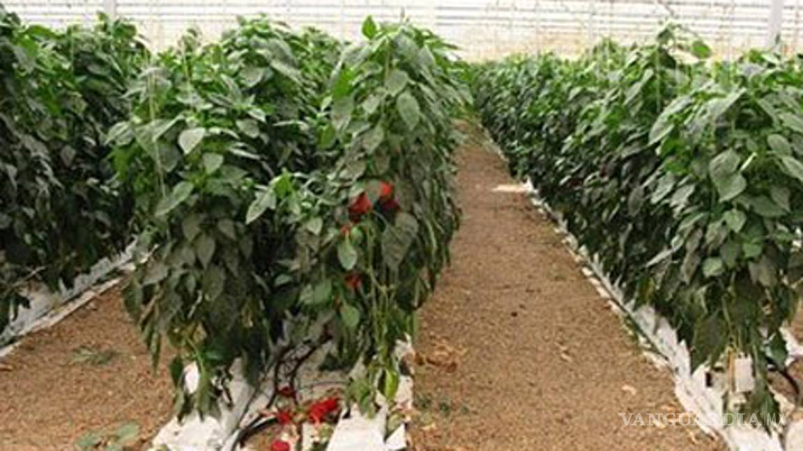 Hidalgo exporta 100% de su producción de pimiento a EU