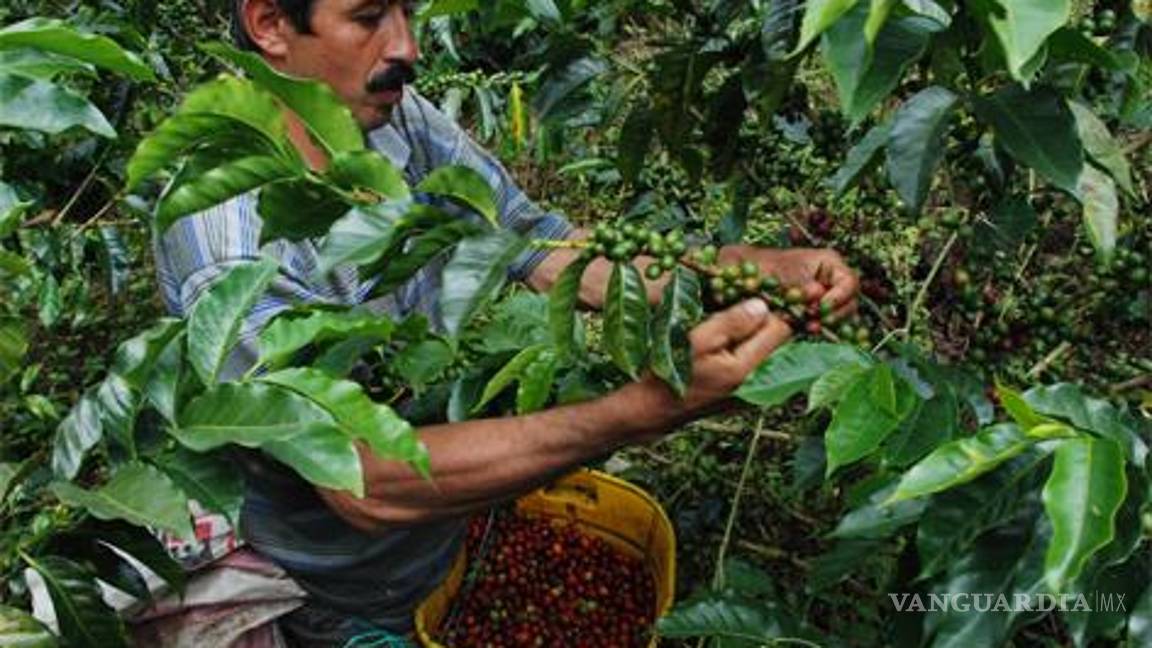 Cayó 70% producción de café en Guerrero