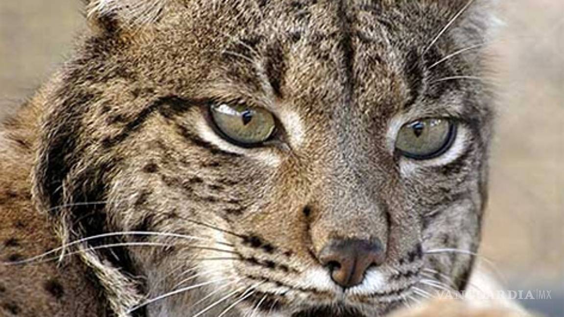 Rescata Profepa un lince y dos osos en Nuevo León