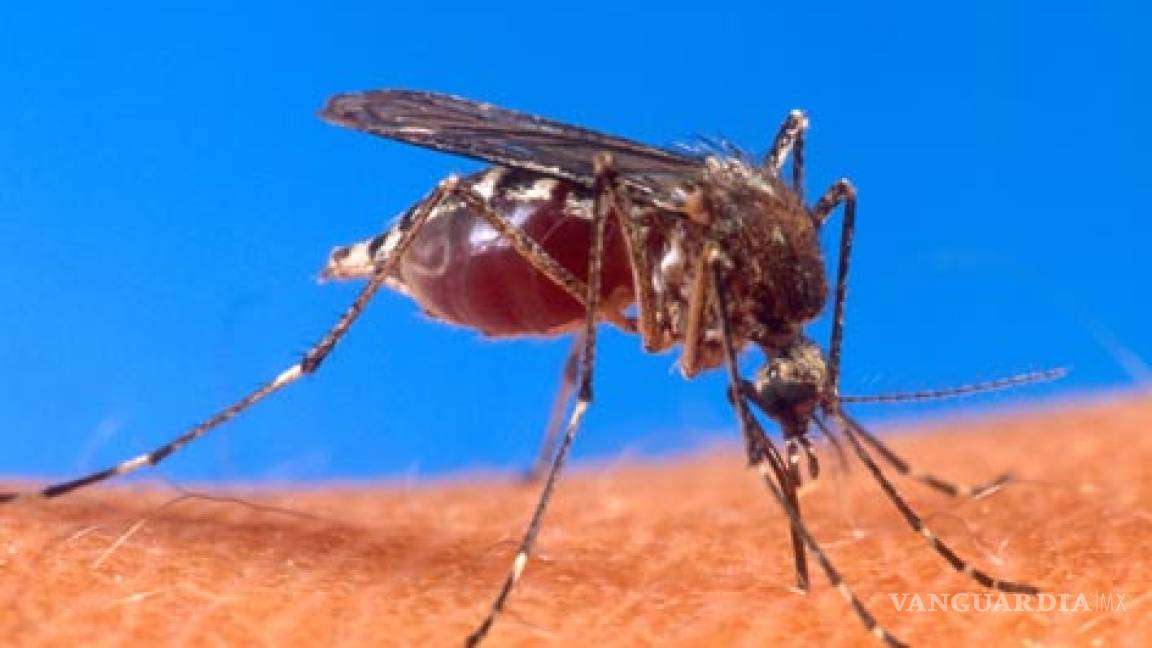 &quot;Mosquitos terminator&quot; contra el dengue