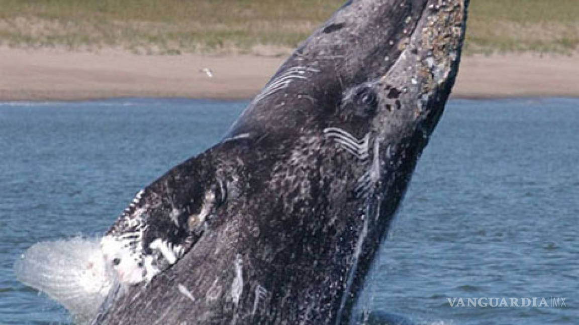 Ballenas del Artico huyen del calentamiento global