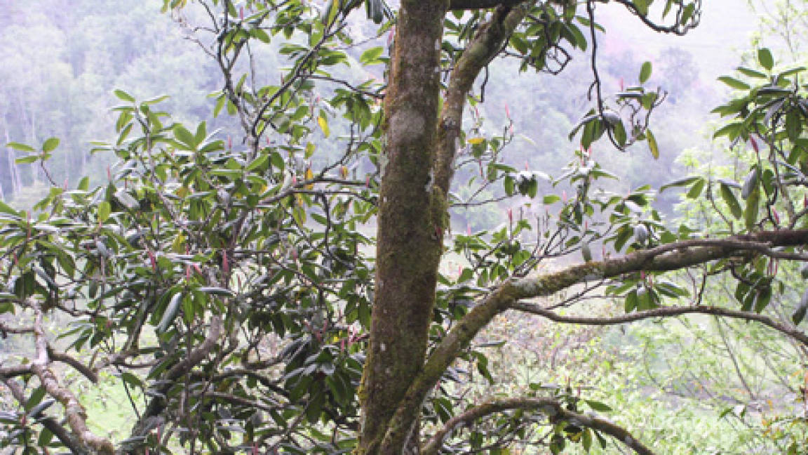Buscan en árbol mexicano opciones para el tratamiento psiquiátrico