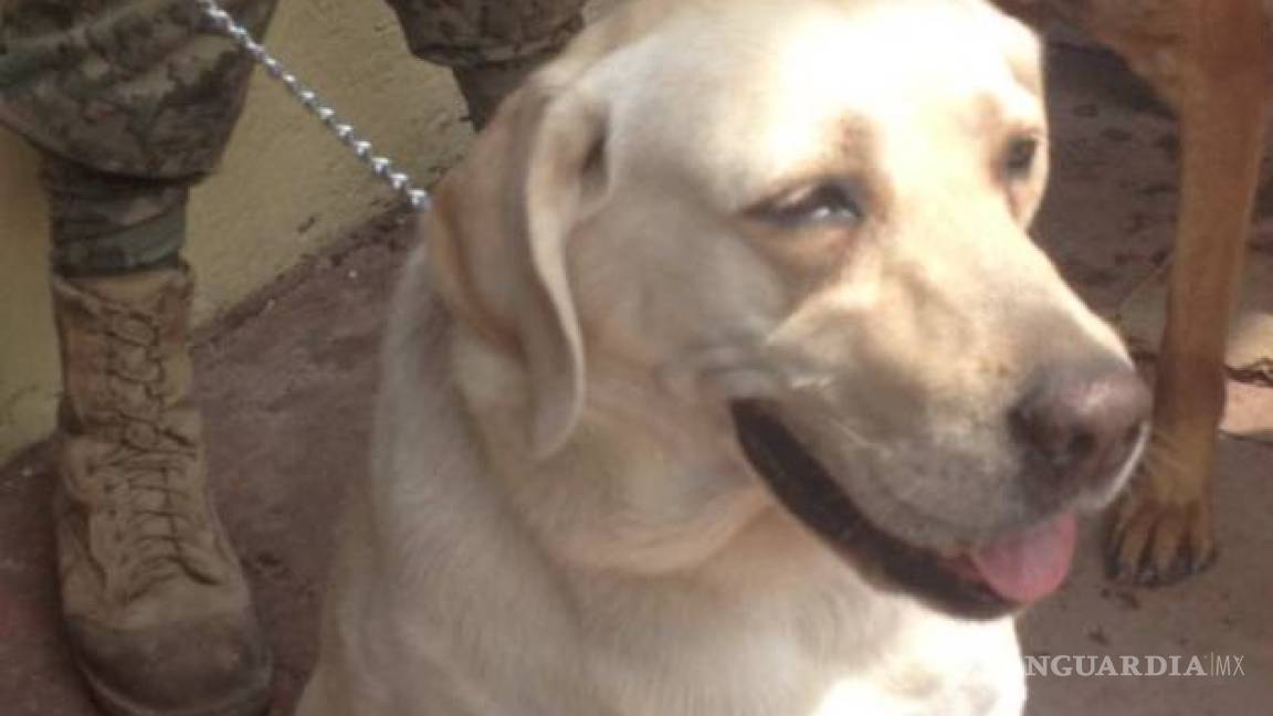 La verdadera Frida, la perra que ha salvado a 56 personas