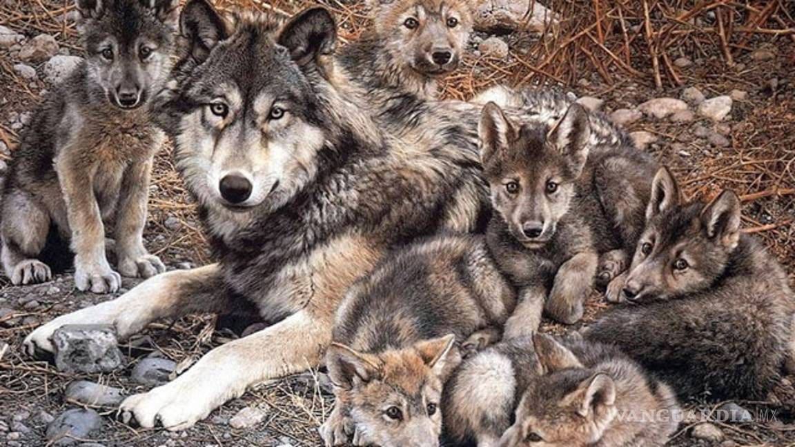 $!Zoológico acoge siete crías del amenazado lobo mexicano