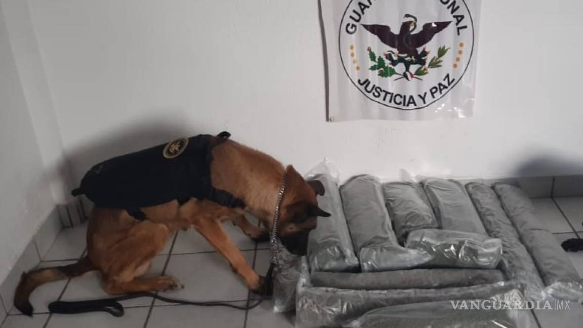 Confiscan en Torreón 13 kilos de presunta mariguana