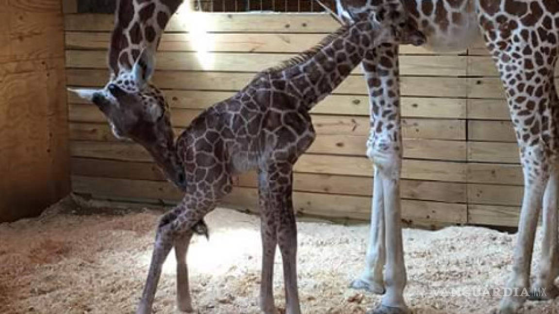 Millones atestiguaron vía online el nacimiento de una jirafa