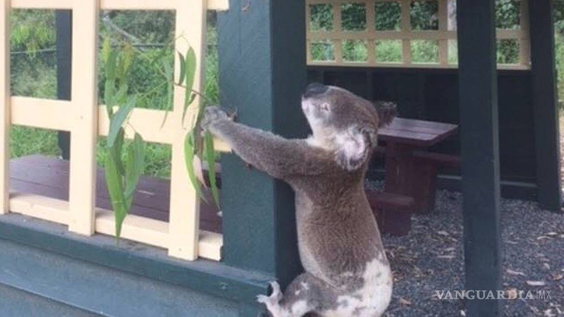 Koala muerto atornillado a un poste genera indignación en Australia