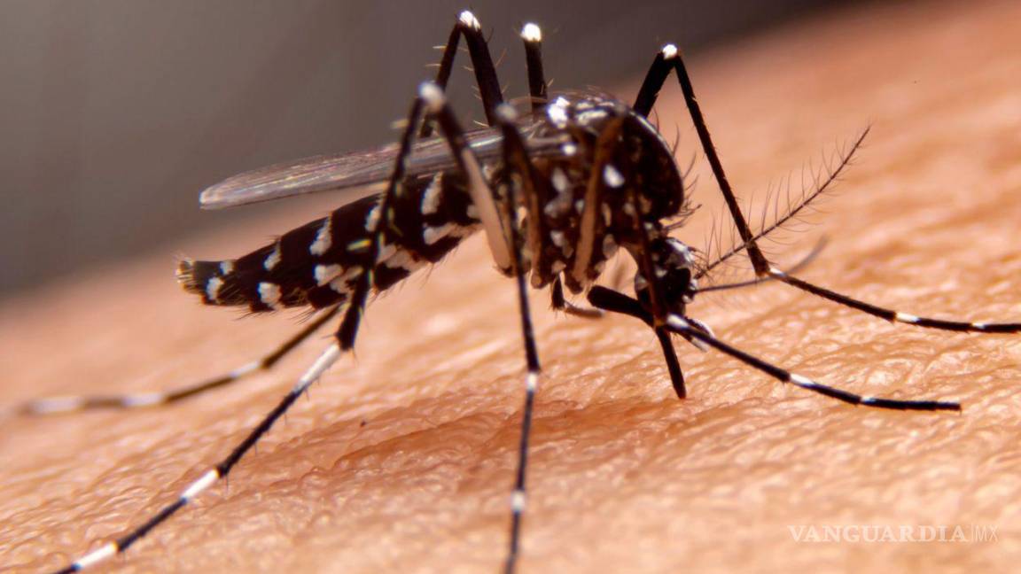 Suman 82 casos de dengue en Tamaulipas