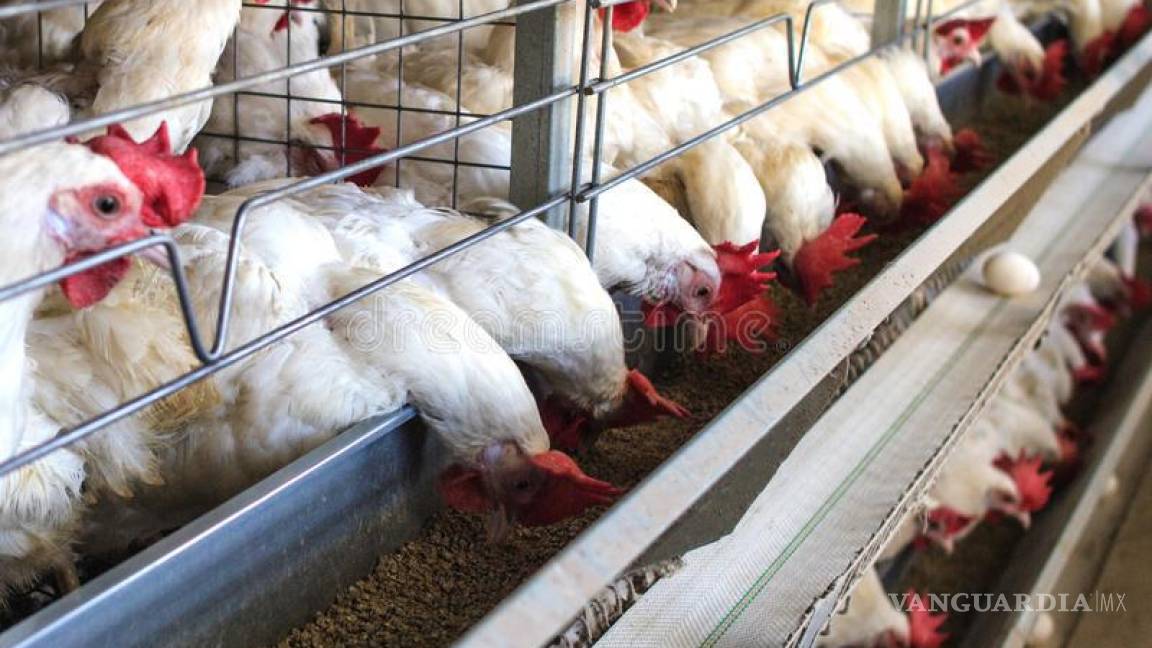 Sacrificaron 1 millón 700 mil gallinas en Yucatán, por gripe aviar