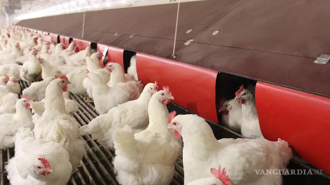 En Suecia ordenan el sacrificio de 1.2 millones de gallinas por brote de salmonelosis