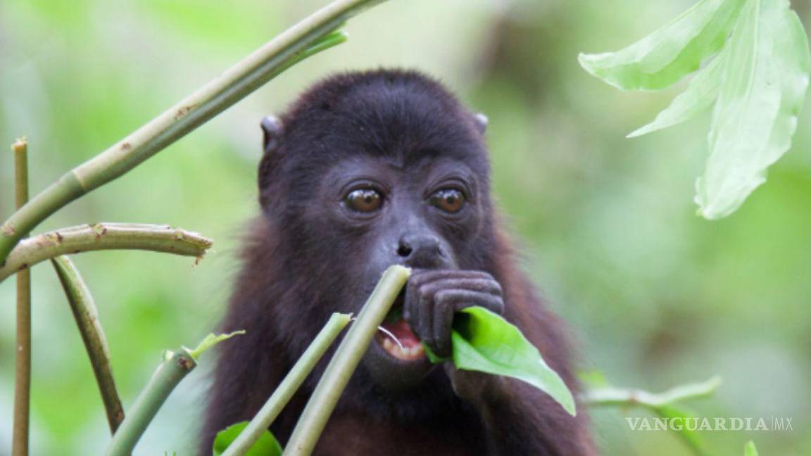 ¡Ahora monos! Sarahuatos, especie en peligro de extinción, mueren por deshidratación en Tabasco y Chiapas