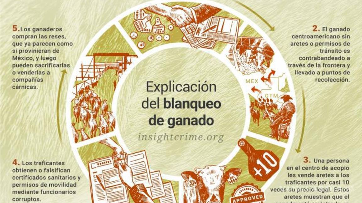 $!El “blanqueo” de ganado permite que animales de contrabando ingresen a la cadena legal mediante etiquetas falsas, facilitando operaciones del crimen organizado.