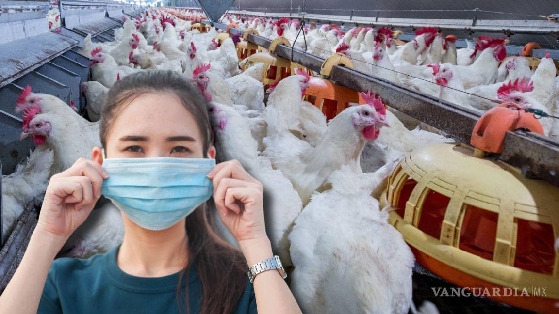 Primer caso de gripe aviar en México: Qué es, síntomas, cómo se contagia y formas de prevenirla