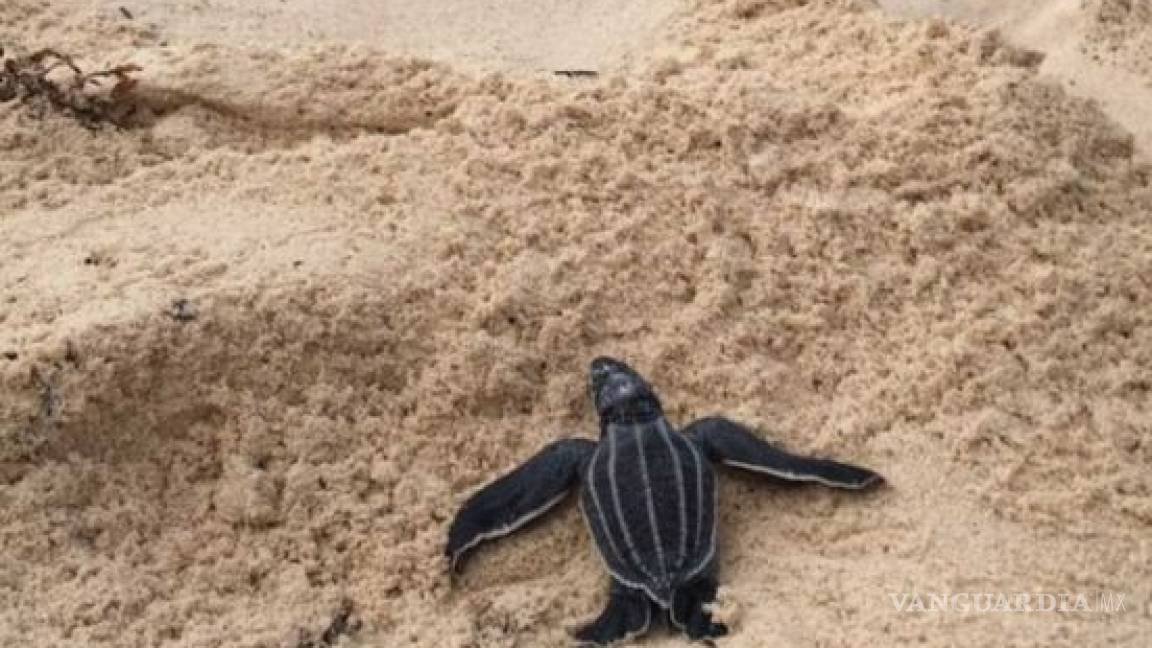 Resguardan más de 300 nidos de tortugas en Cancún