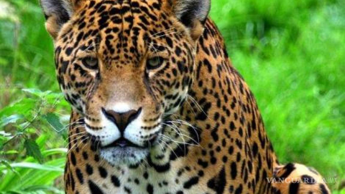 Decomisan un jaguar maltratado en un domicilio particular en la Riviera Maya